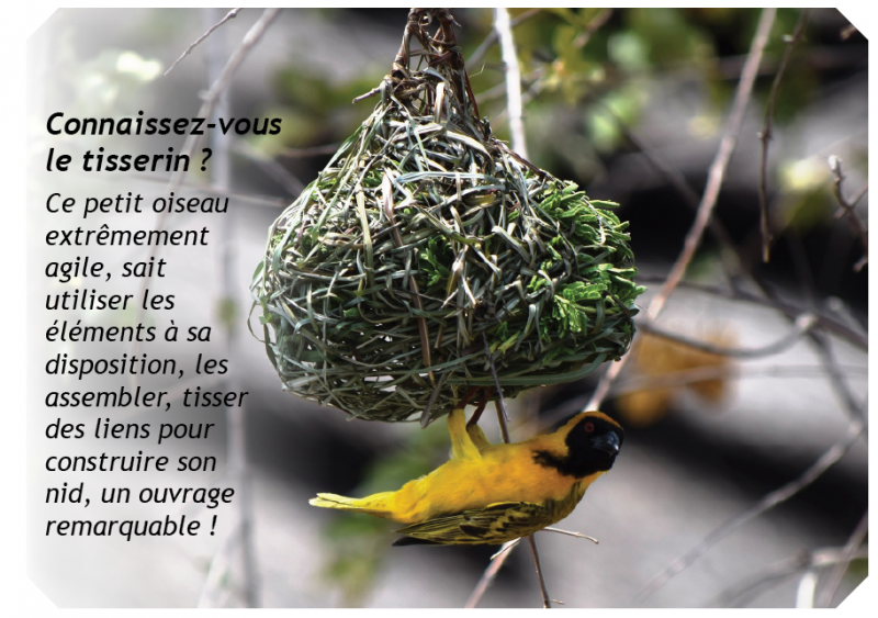 Le tisserin à la façon d'un oiseau